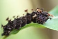 Closeup of the Caterpillar of the Cardinal Butterfly Moduza Procris