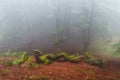 Strange creatures in a misty forest in Gorbea