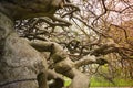 Strange, crooked tree with chain and different engraved letters, symbols. Royalty Free Stock Photo