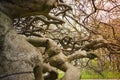 Strange, crooked tree with chain and different engraved letters, symbols.