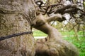 Strange, crooked tree with chain and engraved letters, symbols i