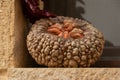 Strange decorative pumpkin with many ridges on the window of a house outside