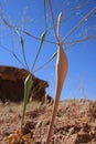 Strange Desert Plant