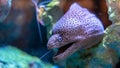 Strange Face Fish In Water