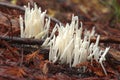 Strange fairy fingers mushrooms Royalty Free Stock Photo