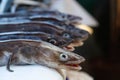 Strange fish at the fish market Royalty Free Stock Photo