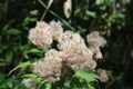 Strange flowers I encountered walking through the woods Royalty Free Stock Photo