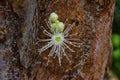 Strange flowers are like spider webs on tree trunks!