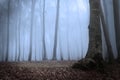 Strange forest in blue fog Royalty Free Stock Photo