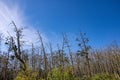 A strange forest with bird nests and trees without leaves Royalty Free Stock Photo