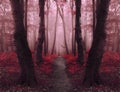 Dreamy red foggy forest with fairy tale trail Royalty Free Stock Photo