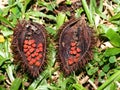 Strange fruit of a tropical tree, Vietnam