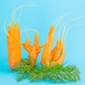 Strange funny shaped carrots on a blue background.