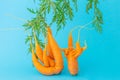 Strange funny shaped carrots on a blue background.