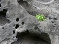 Geologic formation of porous siliceous volcanic rock : pozzolana in Reunion island Royalty Free Stock Photo