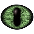 Strange green eye of feline animal with colored iris. Detail view into isolated predator eye bulb