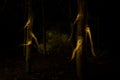 Dark hands in the darkness of the forest Royalty Free Stock Photo