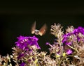 Strange insect, Macroglossum stellatarum feeding on flowers