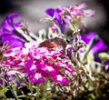 Strange insect, Macroglossum stellatarum feeding on flowers