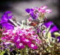 Strange insect, Macroglossum stellatarum feeding on flowers