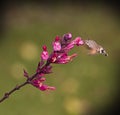 Strange insect, Macroglossum stellatarum feeding on flowers