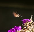 Strange insect, Macroglossum stellatarum feeding on flowers