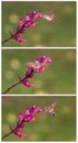 Strange insect, Macroglossum stellatarum feeding on flowers