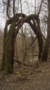 Strange but interesting trees intertwined. The result is like an entrance to nature, to the forest. The forest and the trees are