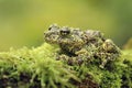 Strange invisible frog Ramphastos ambiguus swainsonii