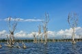 A strange lake. In the blue water, against the background of the azure sky, there are many trunks of old dead trees. Royalty Free Stock Photo