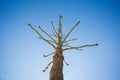 Strange leafless tree in blue sky Royalty Free Stock Photo