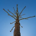 Strange leafless tree in blue sky