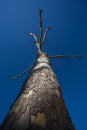 Strange leafless tree in sky Royalty Free Stock Photo