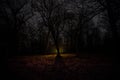 strange light in a dark forest at night. Silhouette of person standing in the dark forest with light. Dark night in forest at fog Royalty Free Stock Photo