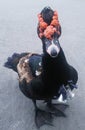 A strange-looking black duck