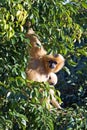 Strange looking furry monkey hanging in a tree