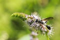 Ammophila sabulosa, the red-banded sand wasp feeding on a white