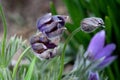 Strange looking Pulsatilla vulgaris or Pasque flower partially open violet flowers planted in local garden surrounded with other