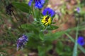 A strange looking yellow and green flower and blue flowers