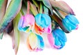 Strange multicolored tulips Royalty Free Stock Photo