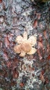 Strange mushroom with flower shape on a trunk