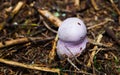 Strange mushroom in the wild forest