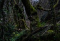 Strange nature details in the Dark Woods.