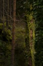 Strange nature details in the woods of Geres National Park.