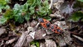 Strange orange bugs walking