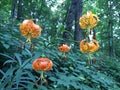Strange Orange Flowers