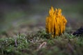 Strange orange funghi