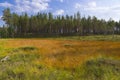 Orange meadow during summer with spuces Royalty Free Stock Photo