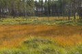 Orange meadow during summer with spuces Royalty Free Stock Photo