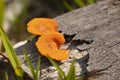 Strange orange mushrooms grow on the trunk of a dead palm tree